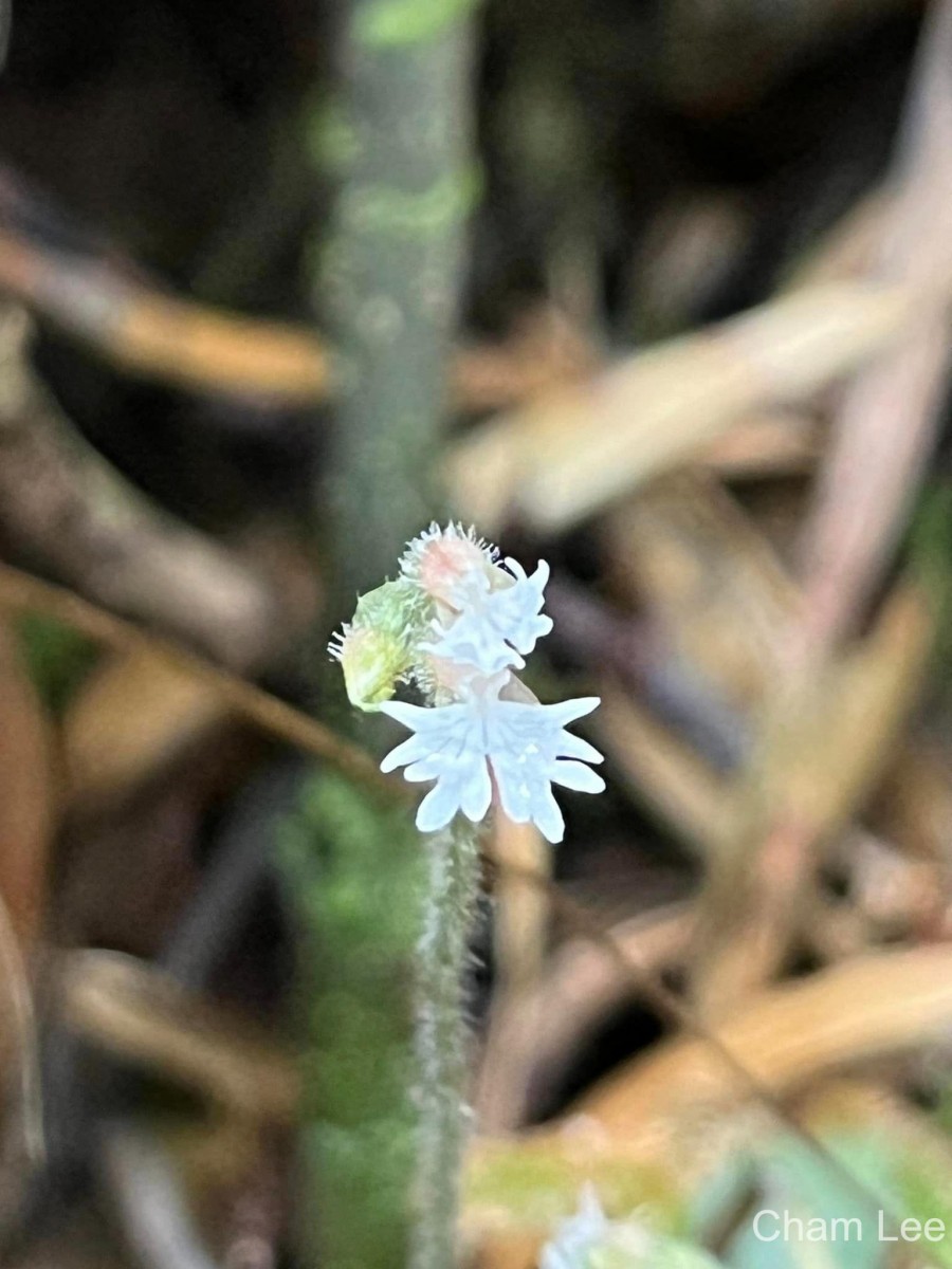 Cheirostylis flabellata (A.Rich.) Wight